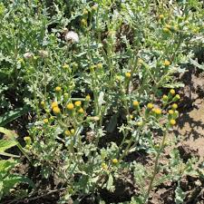 Attēlu rezultāti vaicājumam “Senecio vulgaris leaf”