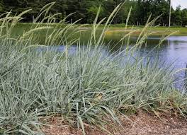 Attēlu rezultāti vaicājumam “Leymus arenarius”