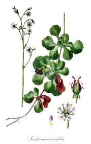 Attēlu rezultāti vaicājumam “Saxifraga cymbalaria fruit”