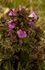 Attēlu rezultāti vaicājumam “Pedicularis palustris flower”
