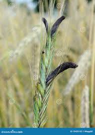 Attēlu rezultāti vaicājumam “Claviceps purpurea”