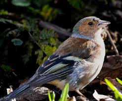 Attēlu rezultāti vaicājumam “Fringilla coelebs juvenile”