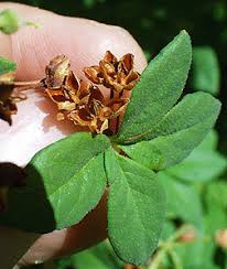 Attēlu rezultāti vaicājumam “Menziesia ferruginea”