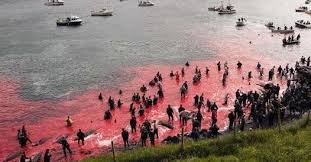 Image result for massacre golfinhos dinamarca