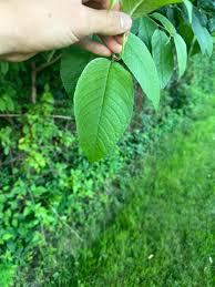 Attēlu rezultāti vaicājumam “Padus avium leaf”