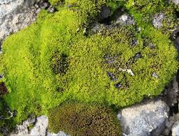 Attēlu rezultāti vaicājumam “Sanionia uncinata”