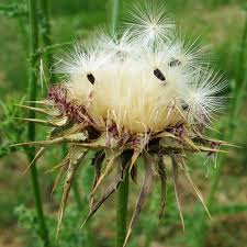 Attēlu rezultāti vaicājumam “Silybum marianum fruit”