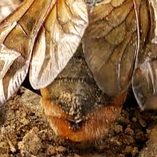 Attēlu rezultāti vaicājumam “Trichiosoma larva”