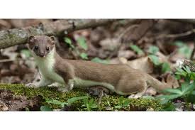 Attēlu rezultāti vaicājumam “Mustela erminea adult”