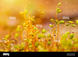 Attēlu rezultāti vaicājumam “Pohlia nutans sporophyte”
