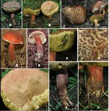 Attēlu rezultāti vaicājumam “Xerocomus rubellus”