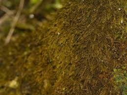 Attēlu rezultāti vaicājumam “Serpoleskea confervoides”