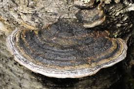 Attēlu rezultāti vaicājumam “Phellinus laevigatus”