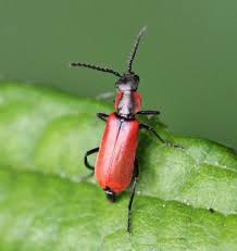 Attēlu rezultāti vaicājumam “Anthocomus rufus”