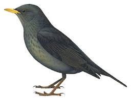 Attēlu rezultāti vaicājumam “Turdus merula male”