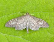 Attēlu rezultāti vaicājumam “Anania lancealis”