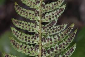 Attēlu rezultāti vaicājumam “Polystichum aculeatum”
