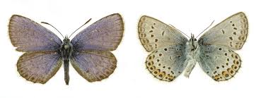 Attēlu rezultāti vaicājumam “Plebejus argus”