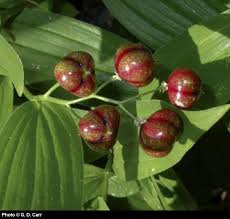 Attēlu rezultāti vaicājumam “Maianthemum bifolium fruit”