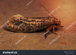 Attēlu rezultāti vaicājumam “Tineidae”