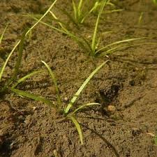 Attēlu rezultāti vaicājumam “Alisma gramineum”