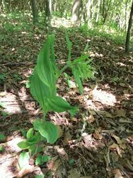 Attēlu rezultāti vaicājumam “Epipactis helleborine leaf”