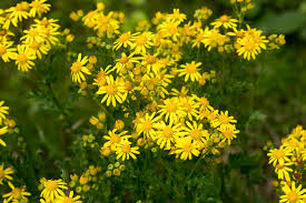 Attēlu rezultāti vaicājumam “Jacobaea vulgaris leaf”