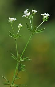 Attēlu rezultāti vaicājumam “Galium uliginosum”