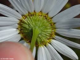 Attēlu rezultāti vaicājumam “Tripleurospermum inodorum flower”