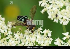 Attēlu rezultāti vaicājumam “Didea alneti”