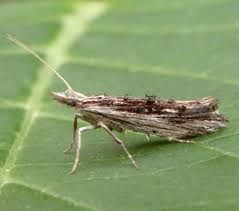 Attēlu rezultāti vaicājumam “Ypsolophidae”