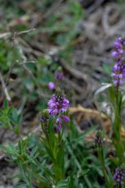 Attēlu rezultāti vaicājumam “Polygala comosa leaf”