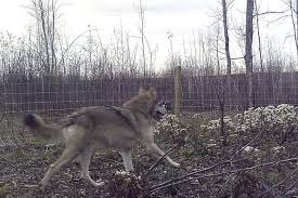 Image result for Weston Rhyn Wolves