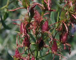 Attēlu rezultāti vaicājumam “Hypericum perforatum fruit”
