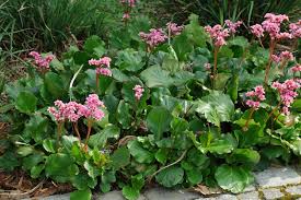 Attēlu rezultāti vaicājumam “Bergenia crassifolia”