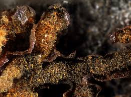 Attēlu rezultāti vaicājumam “Willkommlangea reticulata”