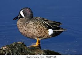 Image result for Anas discors