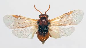 Attēlu rezultāti vaicājumam “Hoplia parvula imago”