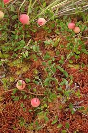 Attēlu rezultāti vaicājumam “Oxycoccus microcarpus”