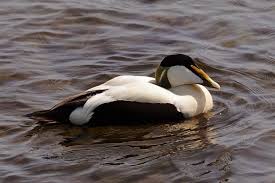 Attēlu rezultāti vaicājumam “Somateria mollissima”