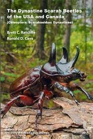 Attēlu rezultāti vaicājumam “Coleoptera”