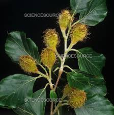 Attēlu rezultāti vaicājumam “Fagus sylvatica fruit”