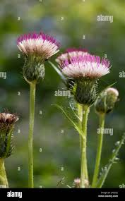 Attēlu rezultāti vaicājumam “Cirsium heterophyllum flower”