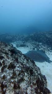 Image result for Himantura uarnak