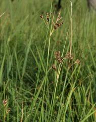 Attēlu rezultāti vaicājumam “Juncus nastanthus”