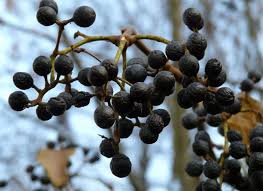 Attēlu rezultāti vaicājumam “Phellodendron amurense fruit”