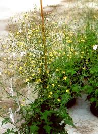 Attēlu rezultāti vaicājumam “Mycelis muralis”