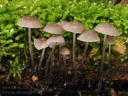 Attēlu rezultāti vaicājumam “Mycena abramsii”