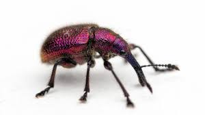 Attēlu rezultāti vaicājumam “Attelabidae”