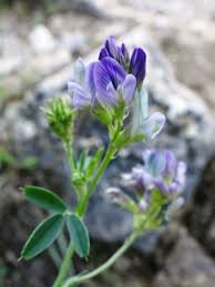 Attēlu rezultāti vaicājumam “Medicago sativa subsp. sativa”